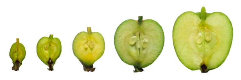 Putanja rasta jabuke pokazuje stvaranje gotovo-singularne udubine uz stabljku. // Nature Physics Vol. 17; pages 1125”“1129 (2021).