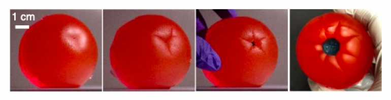Eksperimenti s gelom za oticanje pokazuju stvaranje udubina na prvoj slici. Broj udubina se mijenja kako se promjer stabljike povećava (naknadne slike). // Nature Physics Vol. 17; pages 1125”“1129 (2021).