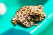 Manje tjelesne dimenzije mogu nekim evolucijskim linijama donijeti prednost