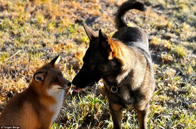 Pas Tinni i divlja lisica Sniffer
